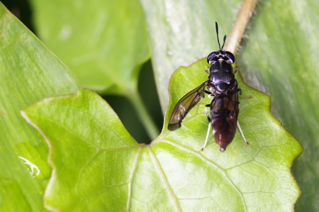 A fly on the green leaf