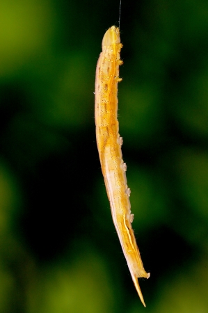 A hanging behavior of the caterpillar 