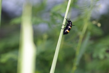 bristle beetle in the grassland