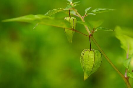 A fruit of weed in tropical gardenの写真素材