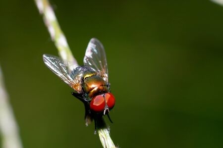 a house fly on the little branchの写真素材