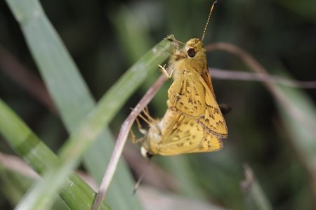 Skipper butterfly is breeding in the grassland