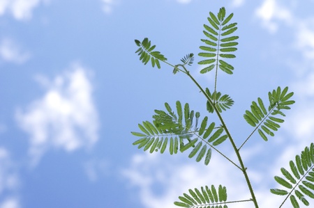mimosa leaf and the blue skyの写真素材