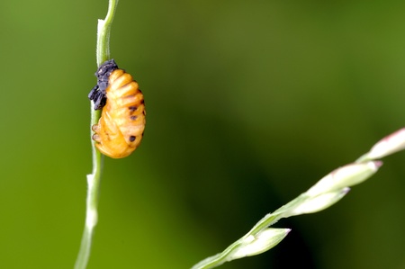 A pupa stage of the lady bug is on the grassの写真素材