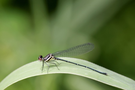 A damselfly is resting on the grass leafの写真素材