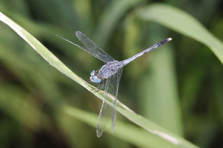 Blue dragonfly is standing on the grass leafの写真素材