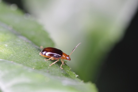 A small beetle is on the green leaf