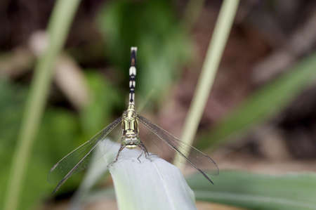 dragonfly is staying on the grass leafの写真素材