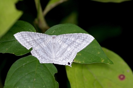 A white moth is on the green leafの写真素材