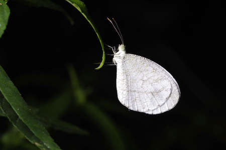 white butterfly is climbing on the grass leafの写真素材
