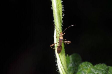 A brown bug is climbing on the weed