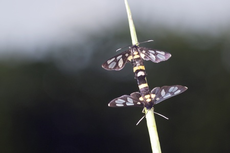 clear wing moths are mating on the grassの写真素材