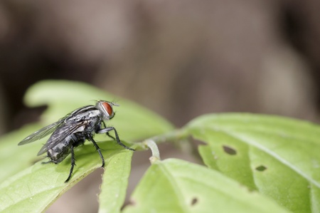 A flesh fly is standing on the green leaf
