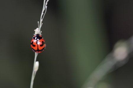 A lady bug is moving on the grass shoot
