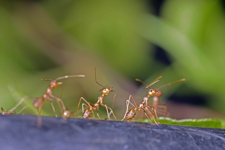 group of weaver ants are moving on the ground の写真素材