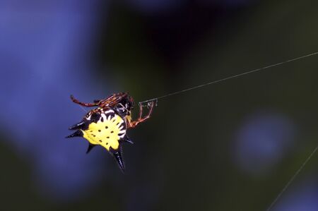 A yellow spider is staying on the webの写真素材