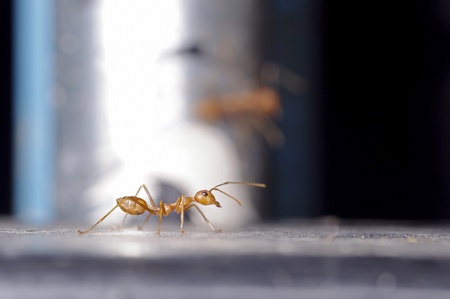 A weaver ant is walking on the floor