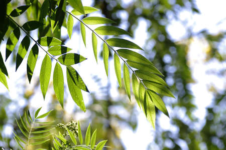 Green leafs of the American Cassia under the sun lightの写真素材