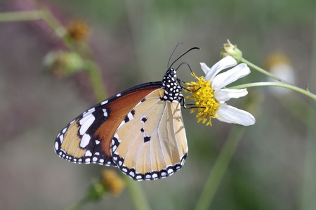 A butterfly is sucking nectar from wild daisy flowerの写真素材