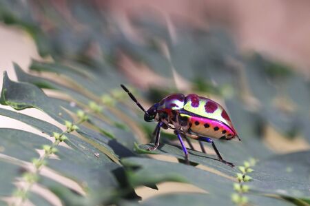 colorful shield bug is walking on the mimosa leaf