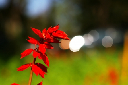 red salvia flowers and the bokehの写真素材