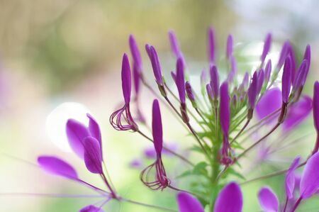 close up of violet spider flower in the gardenの写真素材