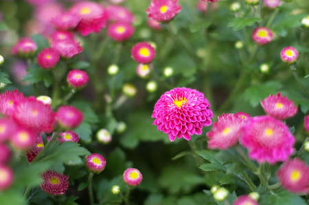 chrysanthemum flowers in the gardenの写真素材
