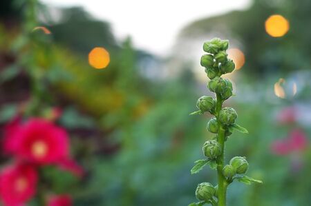 shoot of the flowers in the gardenの写真素材