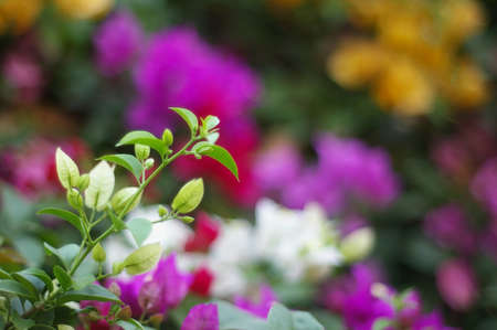 Paper flower shoot on the colorful backgroundの写真素材