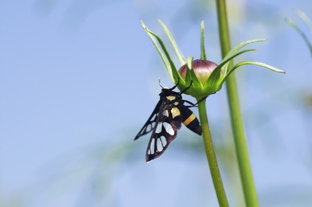 clear wing moth on the flower budの写真素材