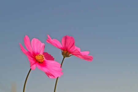 two pink cosmos flowers under the blue skyの写真素材