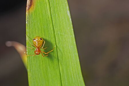 Small spider is standing on the grass leafの写真素材