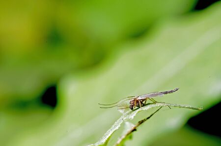 A midge is staying on the green leafの写真素材