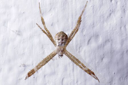 A garden spider on the web in front of the wall
