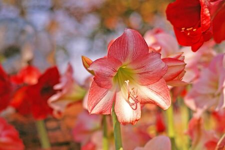 star lily with the bokeh backgroundの写真素材