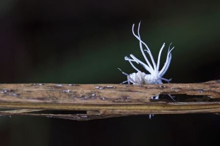 a white durian psyllid on the brown branchの写真素材
