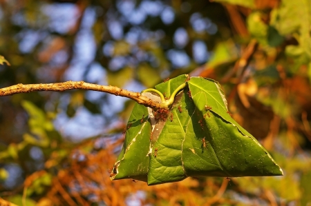 weaver ant hive is on the tree branchの写真素材