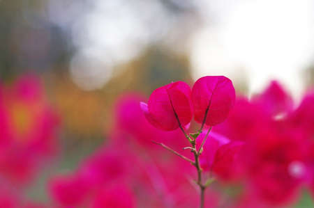 pink Paper flower in the garden