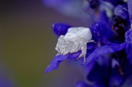 flower spider is standing on violet lavender flowerの写真素材