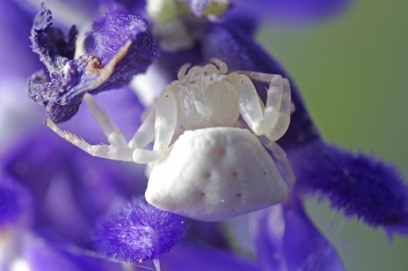 flower spider is walking on violet lavender flowerの写真素材