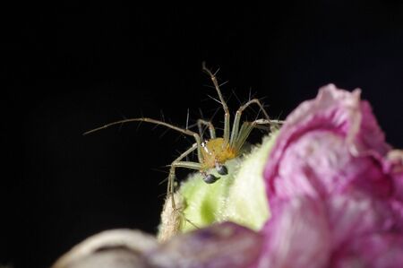 lynx spider is standing on the flowerの写真素材