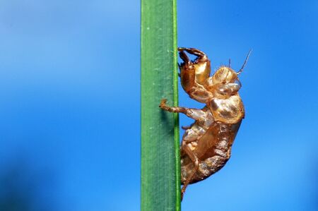 A cicadas case on the grass leaf in the forestの写真素材