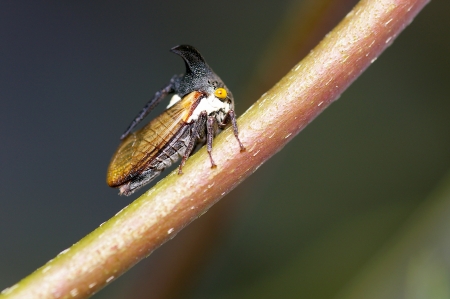 horn cicada is moving on the tree branchの写真素材