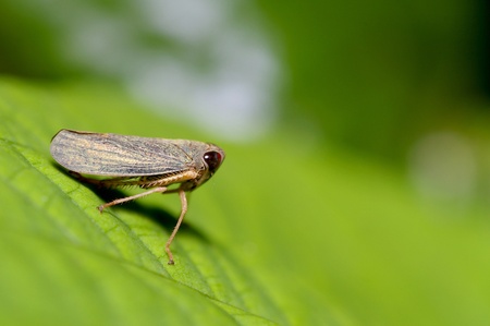 leaf hopper is standing on the tree leafの写真素材