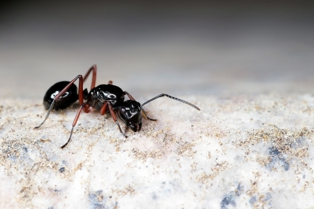 A black ant on the floorの写真素材