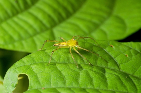 A lynx spider on the tropical plantの写真素材
