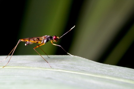 A marsh fly on the grass leafの写真素材