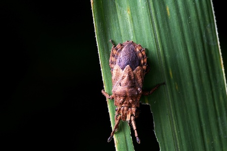 A young bug with uncompleted wingsの写真素材