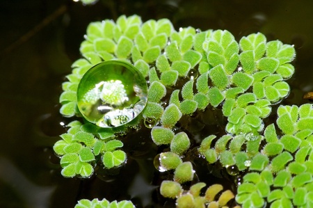 A dew on the water fern