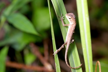 A small lizard climb the grass leafの写真素材